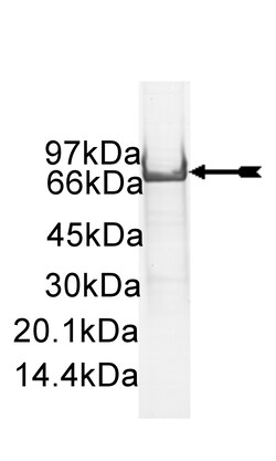 Eurofins DiscoverX c-Kit (V654A) Protein, Active 10 &mu;g | Buy Online | Eurofins DiscoverX | Fisher Scientific